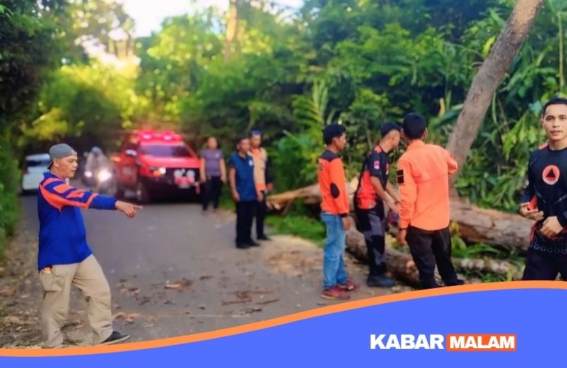 Detik-Detik Pohon Raksasa Tumbang di Jalinsum! Arus Mudik Sempat Lumpuh Total