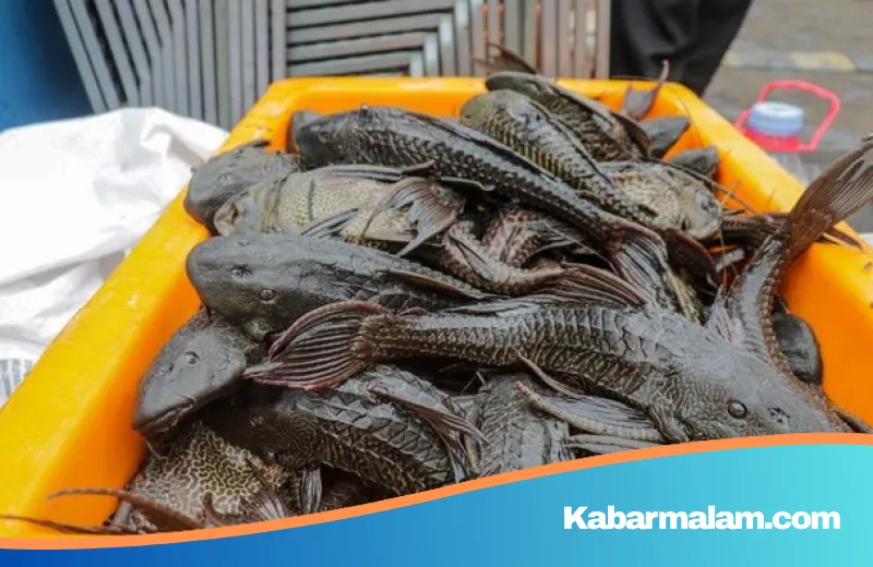 6,9 Ton Ikan Sapu-sapu Jakarta Dimusnahkan: Menguak Ancaman Kanker dan Logam Berat di Balik Dagingnya