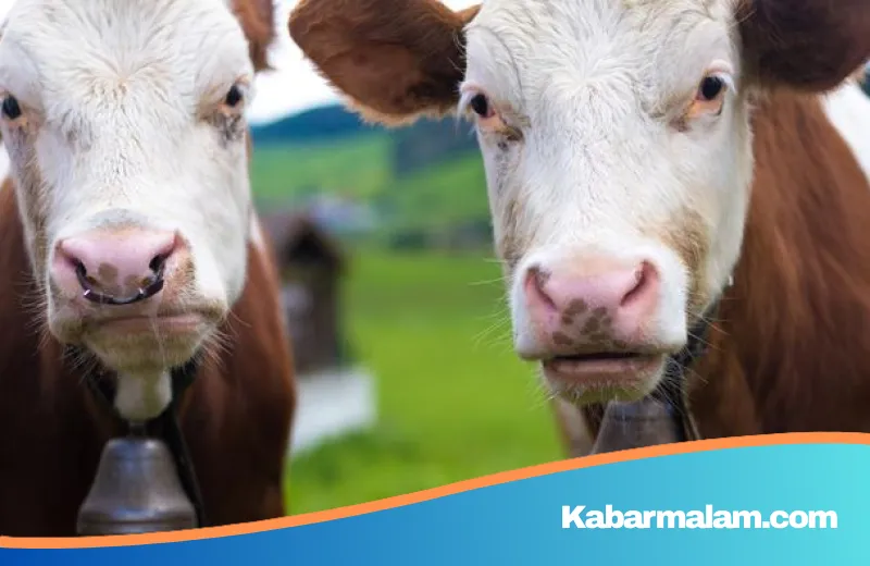 BGN Luruskan Isu 19 Ribu Sapi Per Hari: Cuma Simulasi, Bukan Target Riil Program Makan Bergizi Gratis