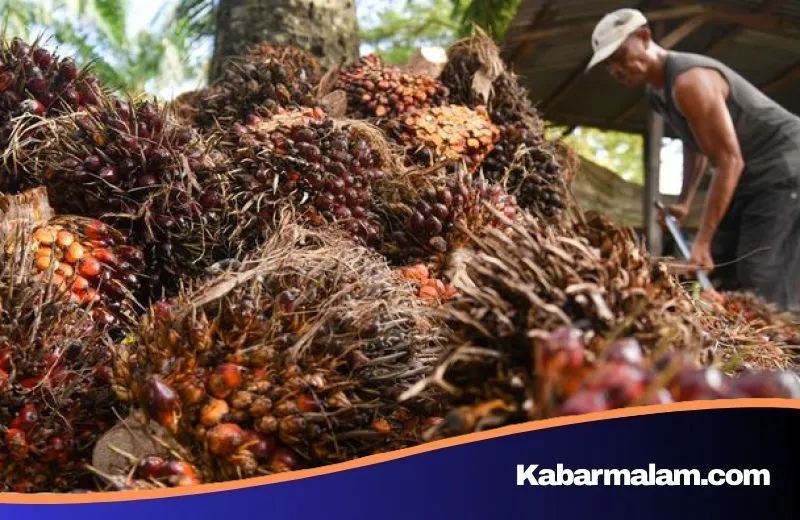 Dilema Tata Kelola Sawit Indonesia: Satu Komoditas di Tengah Kepungan Banyak Kebijakan
