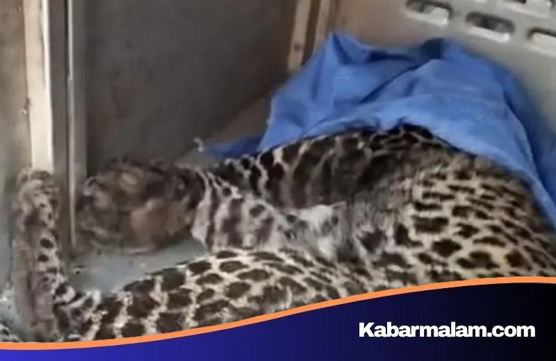 Dramatis! Macan Tutul Terjerat Perangkap Pemburu di Puncak Bogor Berhasil Dievakuasi