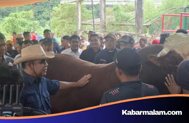 Geliat Ekonomi Peternak: Ahmad Muzani Buka Kontes Sapi APPSI di Wonosobo Menjelang Idul Adha