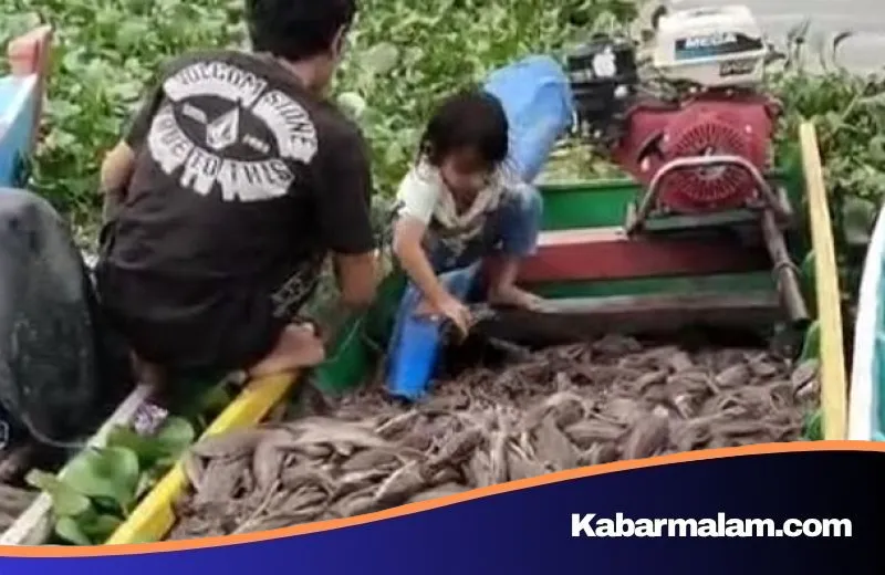 Ikan Sapu-sapu: Jadi Hama di Jakarta, Disulap Menjadi Berkah Pangan di Sidrap