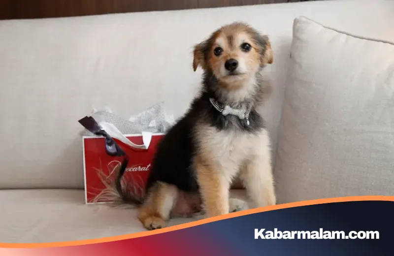 Kilau Mewah di Leher Anabul: Kalung Anjing Eksklusif Seharga Rp 2,5 Miliar yang Mengguncang Dunia Fashion