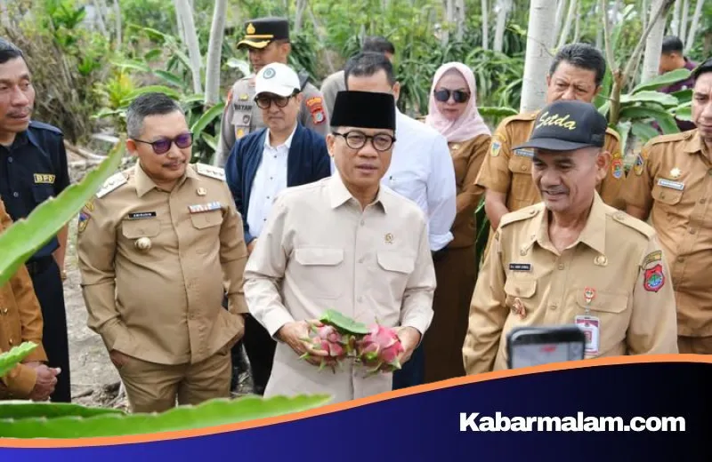 Mendes Yandri Dorong Potensi Buah Naga Desa Lenyek Jadi Motor Ekonomi Baru