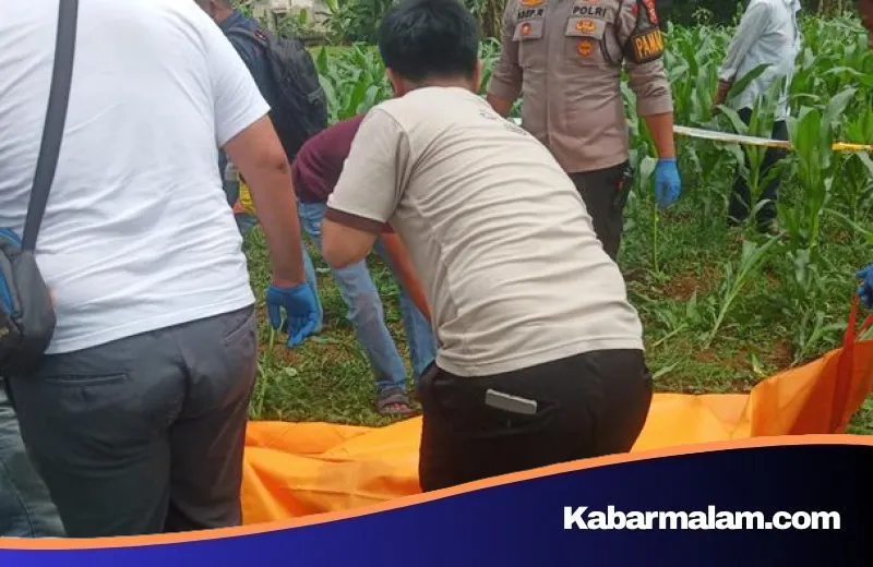 Misteri Temuan Jasad Pria di Kebun Jagung Sukaraja, Polisi Buru Identitas Korban