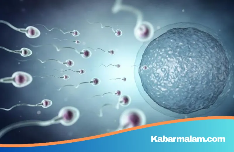 Piala Dunia Balap Sperma 2026: Mengadu Kecepatan Sel di Lintasan Mikroskopis demi Misi Kesehatan