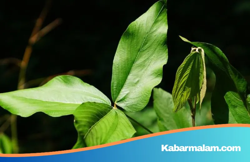 Potensi Luar Biasa Daun Apa-apa, Penemuan Tim Unair untuk Lawan Kanker Serviks dan Payudara