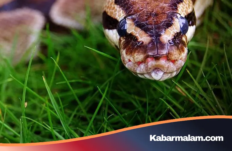 Rahasia di Balik Darah Ular Piton: Mungkinkah Menjadi Solusi Diet Masa Depan yang Lebih Aman?