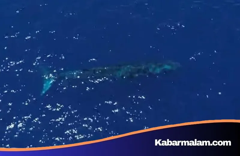 Spektakuler! Paus Biru Raksasa Sepanjang 20 Meter Muncul di Perairan Gorontalo