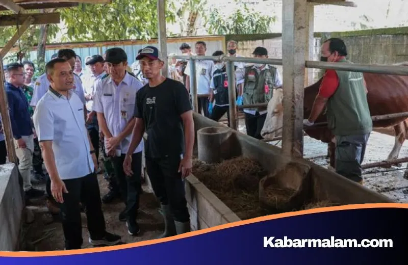 Strategi Ahmad Luthfi Amankan Stok Hewan Kurban: Tinjau Langsung Program 'Healing' di Sragen