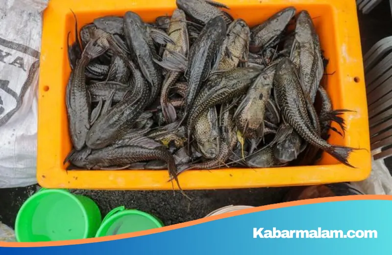 Waspada! Ikan Sapu-sapu Kuasai 60 Persen Perairan Jakarta, Simpan Risiko Kanker dan Logam Berat