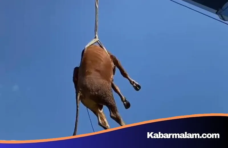 Aksi "Sapi Terbang" Gegerkan Warga Klaten, Begini Kronologi Evakuasi Tak Lazim Pakai Crane