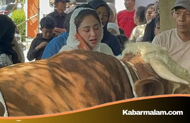 Aksi Sosial Dewi Perssik: Kurbankan Sapi Limosin Jumbo 1,3 Ton dengan Penuh Haru