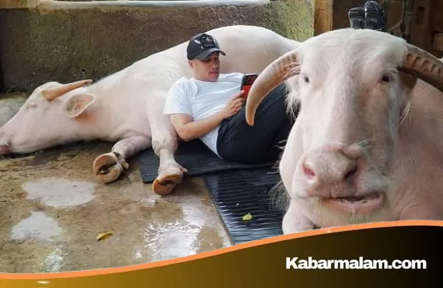 Bisnis Hewan Kurban Irfan Hakim Kian Moncer, Presiden Prabowo Subianto Hingga Artis Papan Atas Jadi Pelanggan Setia