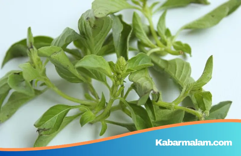 Bukan Sekadar Lalapan, Kemangi Ternyata Simpan Rahasia Skincare Anti-Inflamasi Kelas Dunia