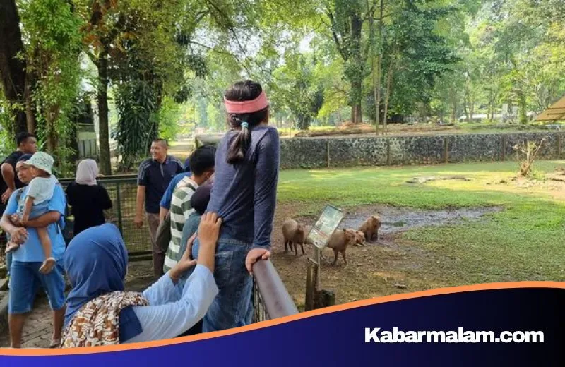 Fenomena 'Masbro' Belum Usai: Pesona Kapibara yang Tetap Menjadi Primadona di Taman Margasatwa Ragunan