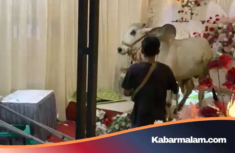 Geger! Sapi Kurban 'Ikutan Kondangan' di Banyumas, Dekorasi Pernikahan Porak-poranda Diamuk Si Hitam