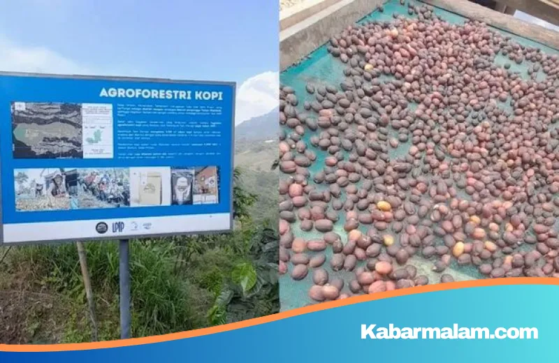 Meneguk Harum Mawar di Secangkir Kopi Gumuk Boyolali: Simbol Harmoni Kesehatan dan Konservasi Alam