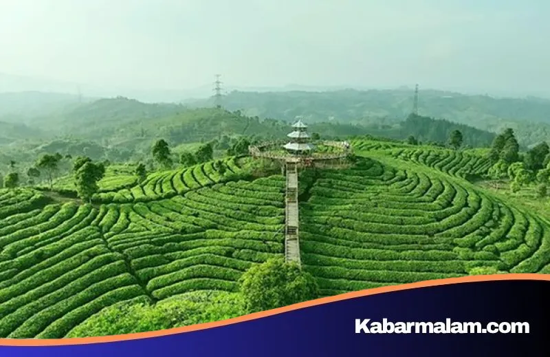 Menelusuri Jejak Rasa Teh Sejati: Rahasia Ketelitian dan Konsistensi Sosro dari Pucuk hingga Botol