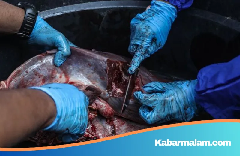 Mengapa Daging Kurban Cenderung Alot? Simak Penjelasan Ilmiah dari Pakar IPB