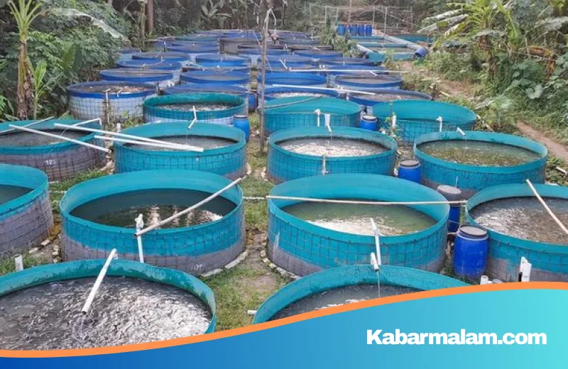 Mengapa Lele Budidaya Hampir Mustahil Diberi Pakan Kotor? Ini Penjelasan Ilmiah dan Logika Bisnisnya