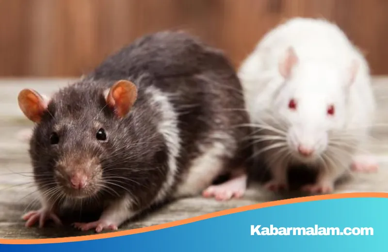 Mengenal Ancaman Hantavirus: Tragedi Maut di Kapal Pesiar MV Hondius dan Cara Mencegahnya