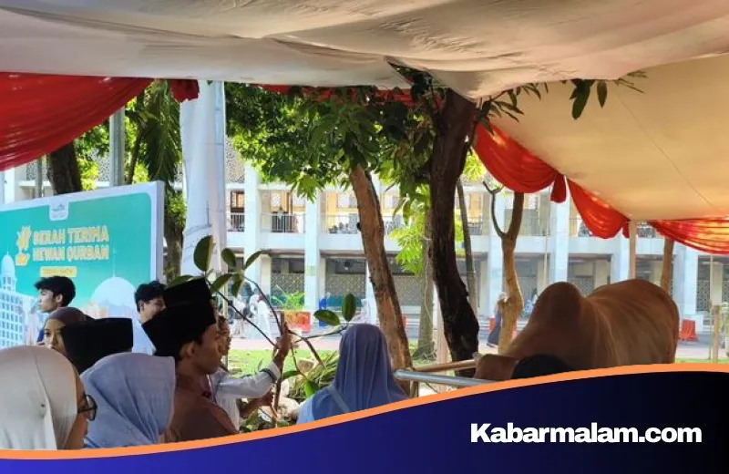 Mengenal 'Si Loreng' dan 'Wirabumi', Sapi Kurban Raksasa Prabowo-Gibran yang Memikat Warga di Istiqlal
