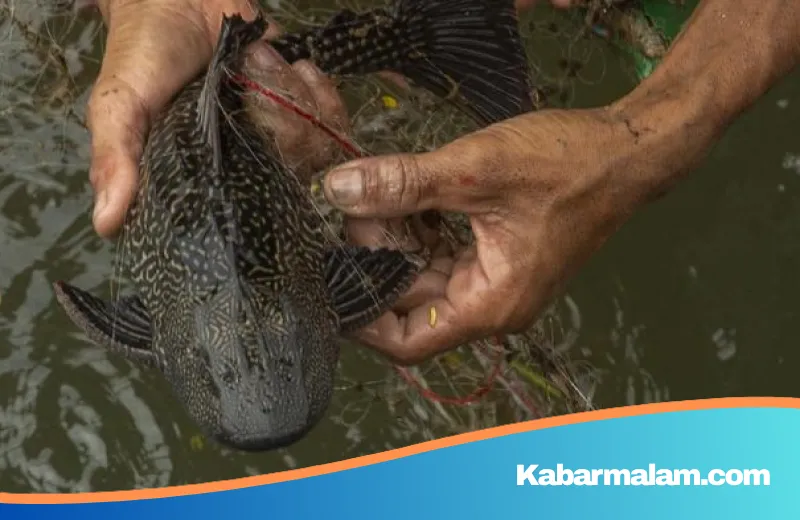 Mengintai di Balik Hidangan, Ahli Gizi Ingatkan Bahaya Ikan Sapu-sapu yang Tak Hilang Meski Dimasak Higienis