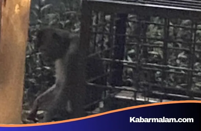 Miris! Monyet Terantai di Tengah Polusi Margonda Depok Jadi Sorotan, Ini Penjelasan Damkar