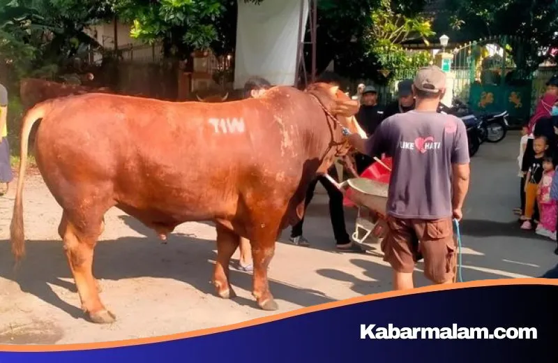 Misteri Sapi Kurban Raksasa 1,1 Ton Berinisial 'TIW' di Sleman, Siapa Sosok Pengirimnya?