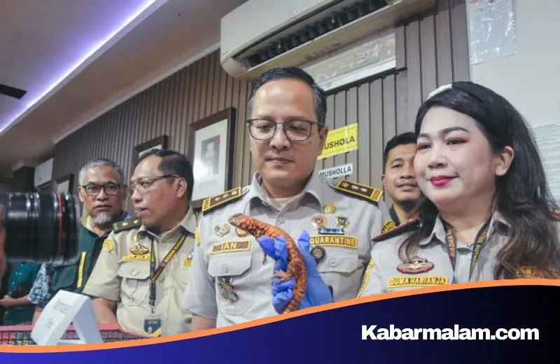 Modus Nekat WN Thailand Sembunyikan Kadal dan Marmoset di Dalam Legging Terbongkar di Bandara Soetta