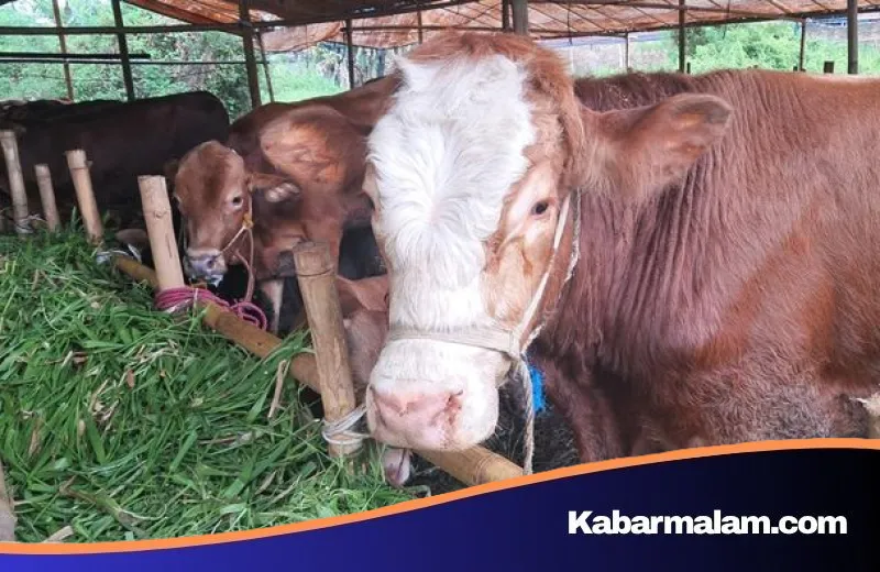 Panduan Lengkap Pembagian Daging Kurban: Etika, Ketentuan Syariat, dan Hak Penerima