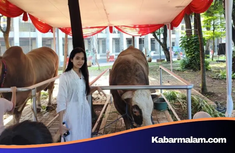 Pesona Sapi Kurban 'Raksasa' Prabowo-Gibran di Masjid Istiqlal, Jadi Rebutan Selfie Warga
