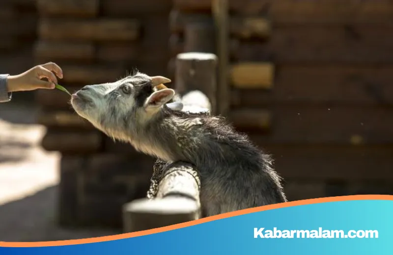 Rahasia Daging Kurban Higienis: Mengapa Hewan Harus Berhenti Makan 12 Jam Sebelum Disembelih?