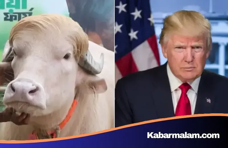 Rangkuman Kabar Dunia: Fenomena Kerbau 'Donald Trump' hingga Gejolak Baru di Selat Hormuz