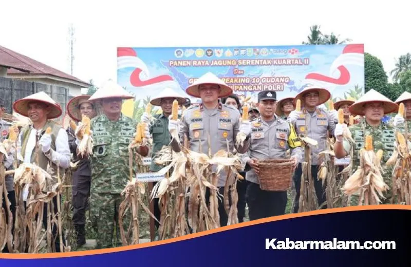 Strategi Ketahanan Pangan Polda Riau: Panen Raya 117,3 Ton Jagung Perkuat Sektor Agraria