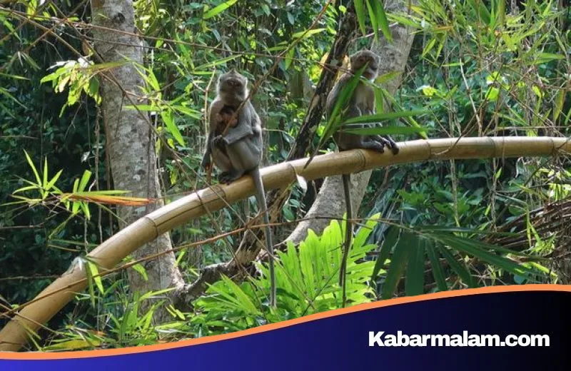 Teror Monyet Liar di Marunda Cilincing, Satu Bocah Dilarikan ke Rumah Sakit