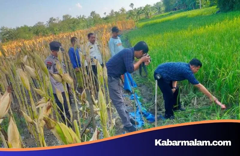 Tragedi Sawah di Grobogan: Niat Basmi Hama, Petani Lansia Tewas Terkena Jebakan Tikus Listrik Buatan Sendiri