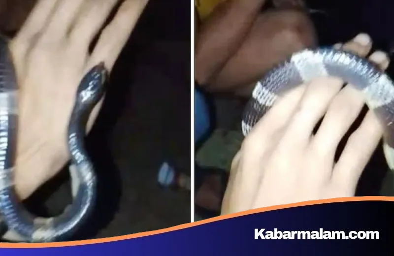 Tragedi Ular Weling di Bogor: Niat Bercanda Berujung Maut, Satu Pemuda Tewas