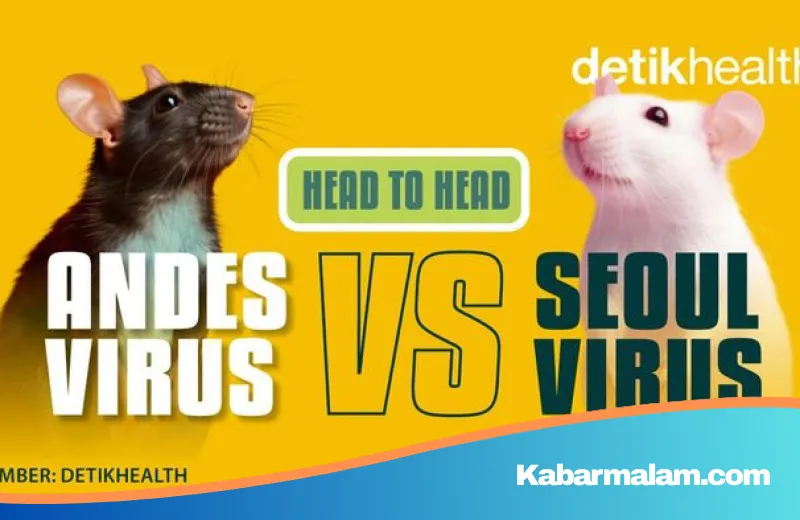 Waspada Ancaman Hantavirus: Mengenal Perbedaan Vital Antara Andes Virus dan Seoul Virus