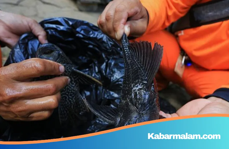 Waspada Bahaya Logam Berat, Ini Cara Efektif Detoks Tubuh Usai Terlanjur Makan Siomay Ikan Sapu-sapu