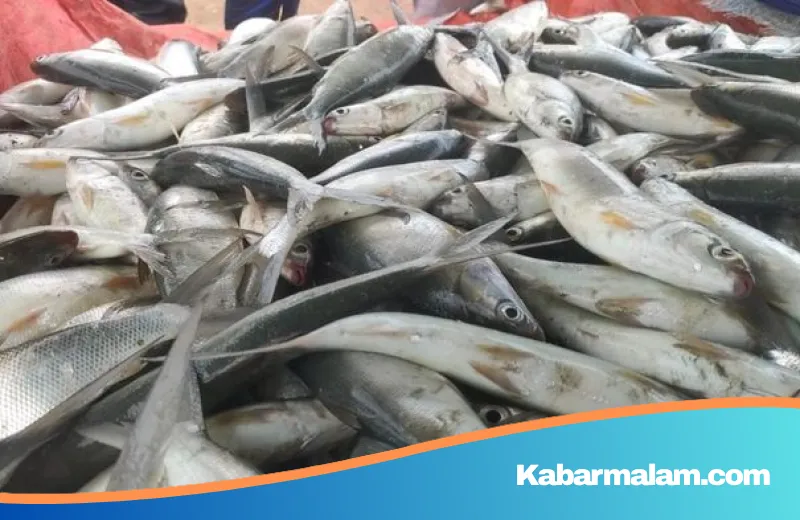 Waspada Bahaya Logam Berat! Panduan Bijak Memilih Ikan dari Perairan Jakarta agar Tetap Sehat