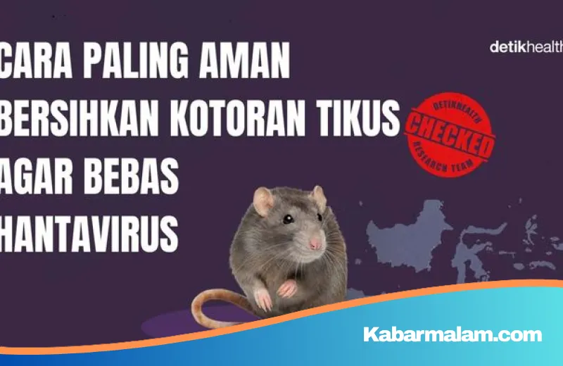 Waspada Hantavirus! Ini Panduan Aman Membersihkan Kotoran Tikus Tanpa Mengancam Kesehatan Keluarga
