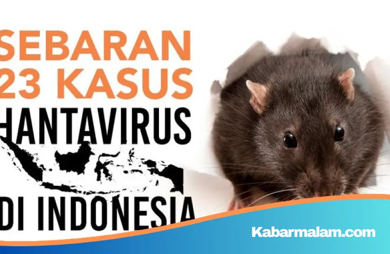 Waspada Jejak Hantavirus di Indonesia: Mengenal Seoul Virus dan Sebarannya di 9 Provinsi