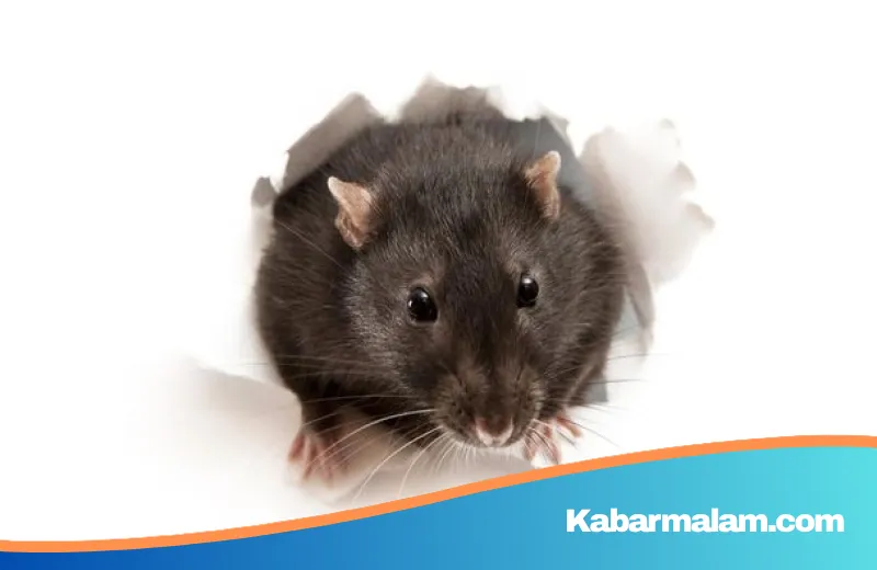 Waspada Penyakit dari Tikus: Memahami Perbedaan Mencolok Hantavirus dan Leptospirosis