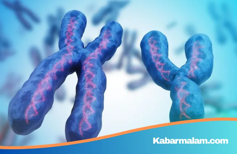 Ancaman Tersembunyi di Balik Penyusutan Kromosom Y: Benarkah Pria Sedang Menuju Kepunahan Genetik?