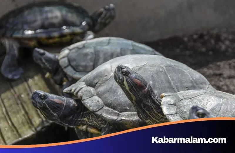 Arus Bawah Laut Memanas: China Endus Taktik Spionase Menggunakan Kura-kura dan Ikan