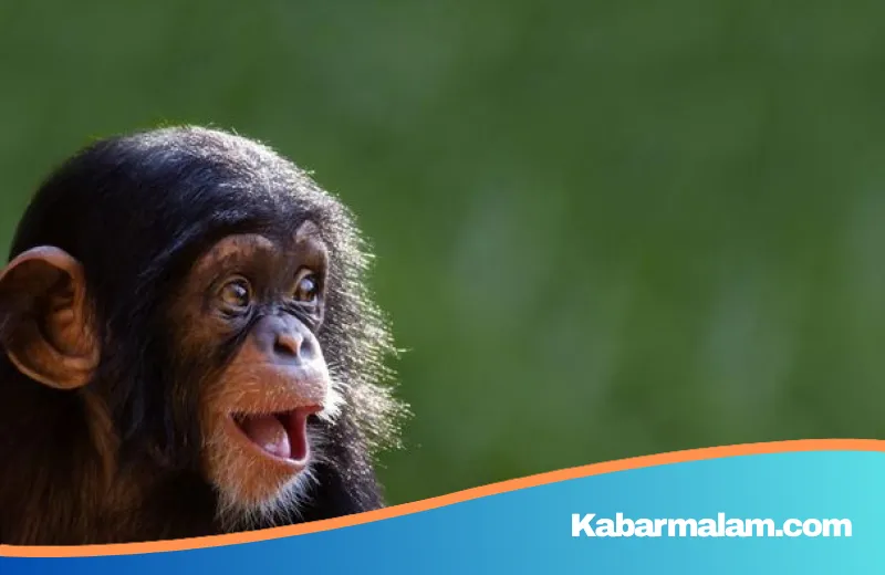 Bukan Sekadar Insting, 5 Hewan Ini Buktikan Kecerdasan Luar Biasa yang Menyamai Manusia