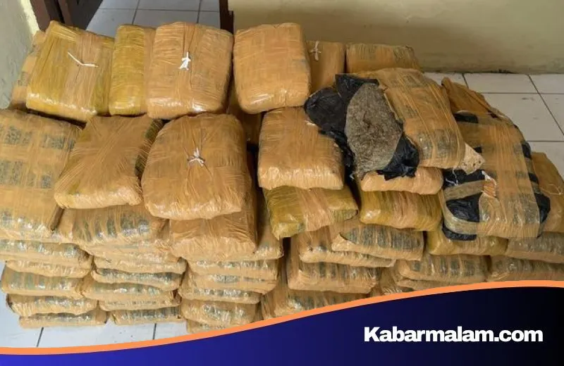 Ironi Kecelakaan di Taput: Rencana Penyelundupan 112 Kg Ganja Terbongkar Saat Kurir Terjepit Mobil